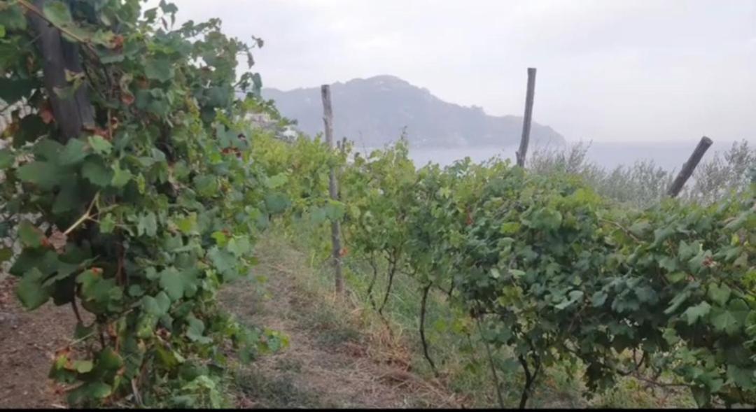 Agriturismo Fuoco D'Amalfi Villa Iazzetta Экстерьер фото